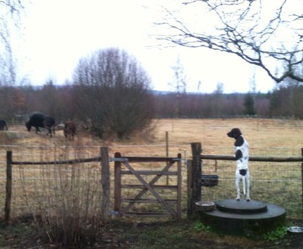 Ronja kigger på køerne